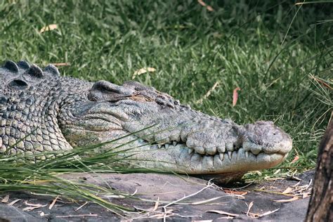 New Investigation Reveals Plight of Crocodiles Exploited for